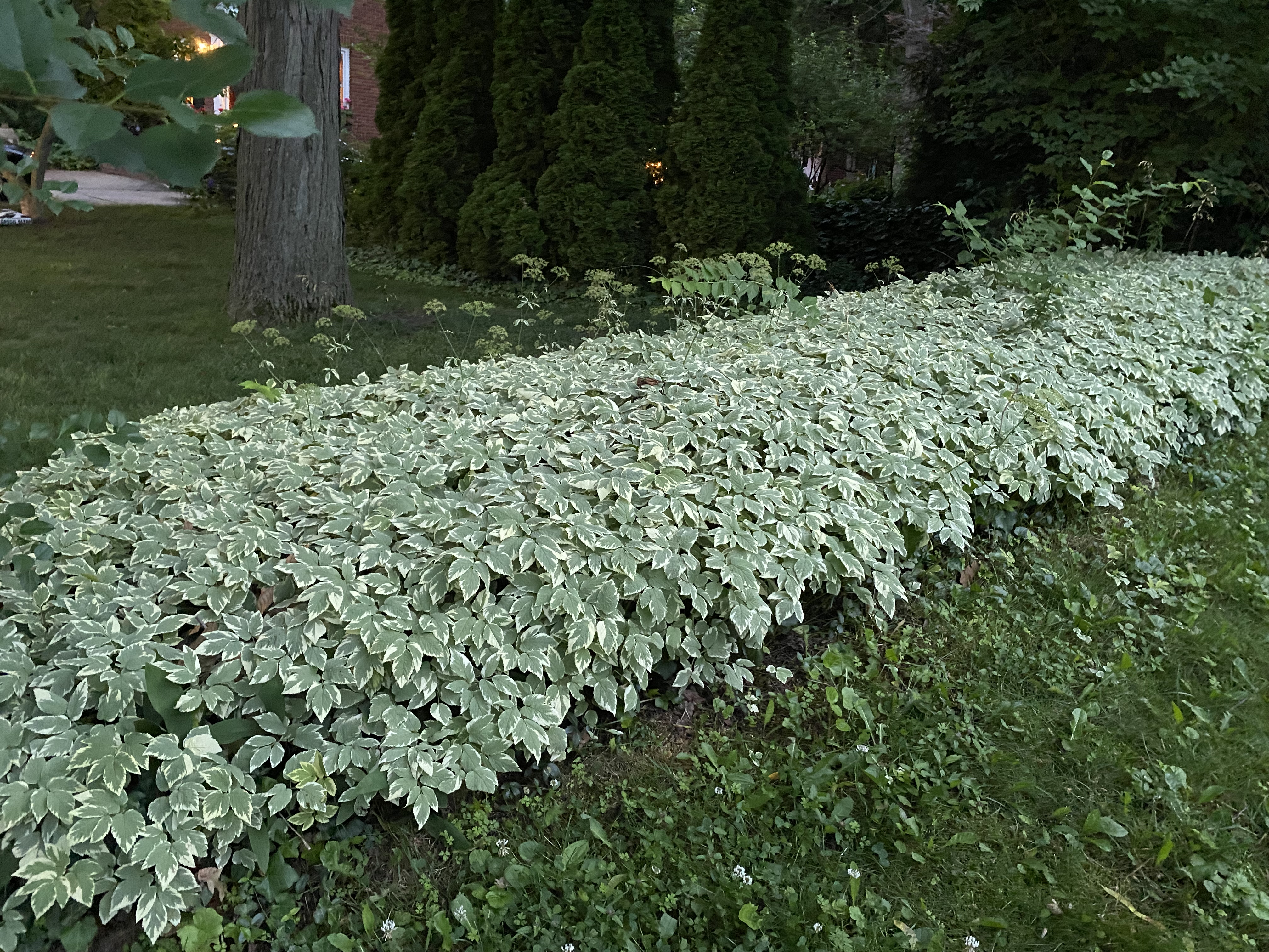 Goutweed plant with variegated leaves